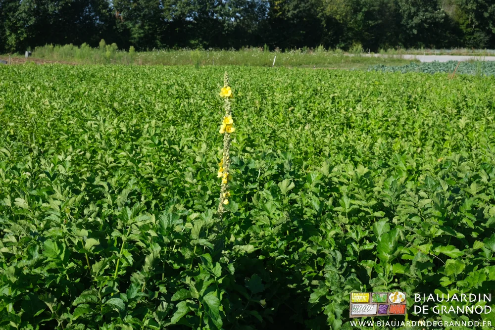 photo d'une molène en fleur dans le carré de panais pour cet hiver