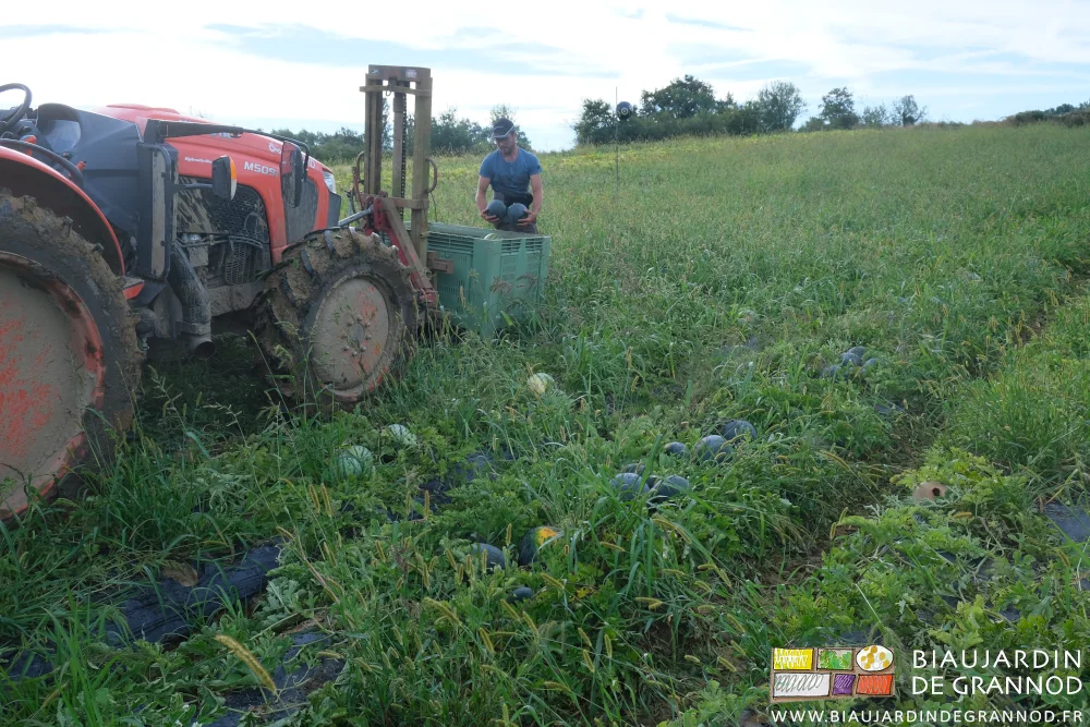 photo de Matthieu portant 2 pastèques vers un des palox