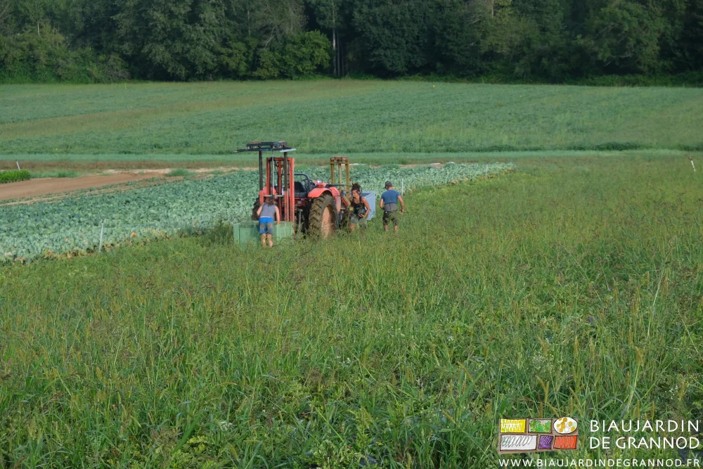 Photo de la parcelle de pastèque envahie d’adventices lors de la récolte manuelle