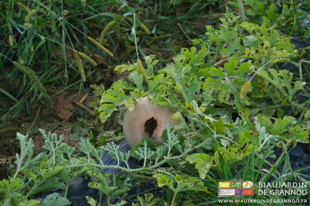 photo d'une pastèque attaquée par du faisan