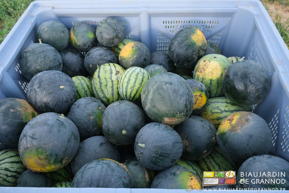photo d'un palox rempli de pastèque