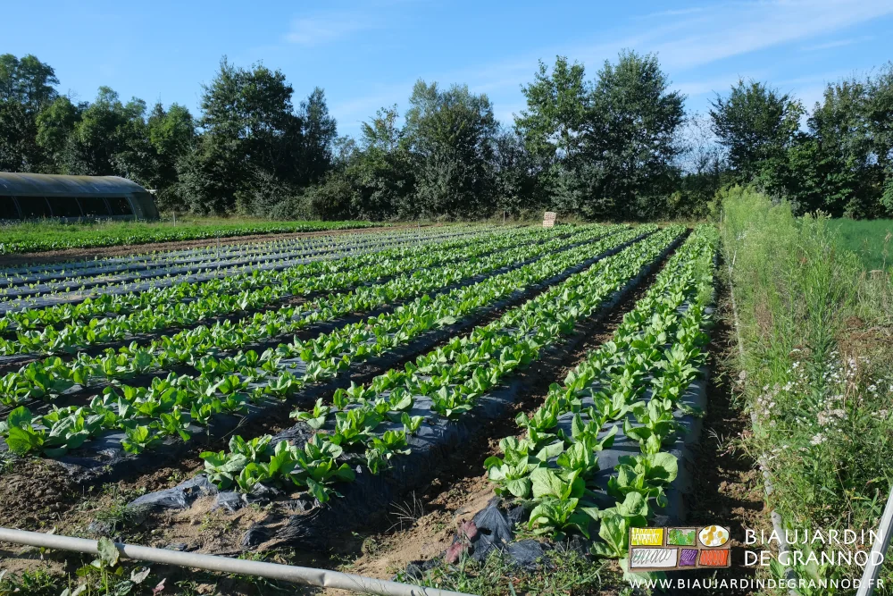 photo d'ensemble du carré de chicorée pain de sucre