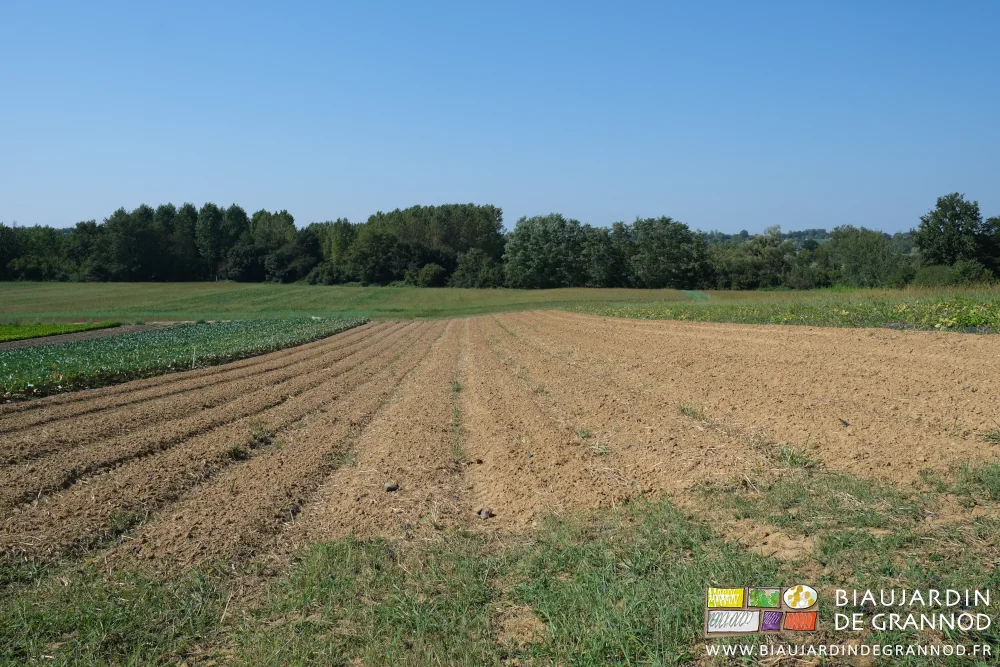 photo du carré de pastèques récoltées les planches retravaillées superficiellement