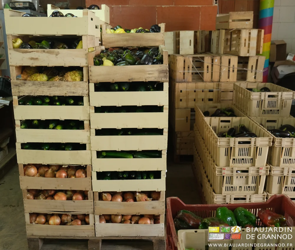 photo d'une palette de cagettes d'oignon, poivron, courgette, etc...