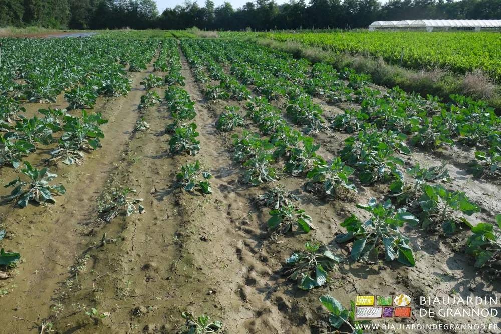 photo de la terre asphyxiée couverte de limon