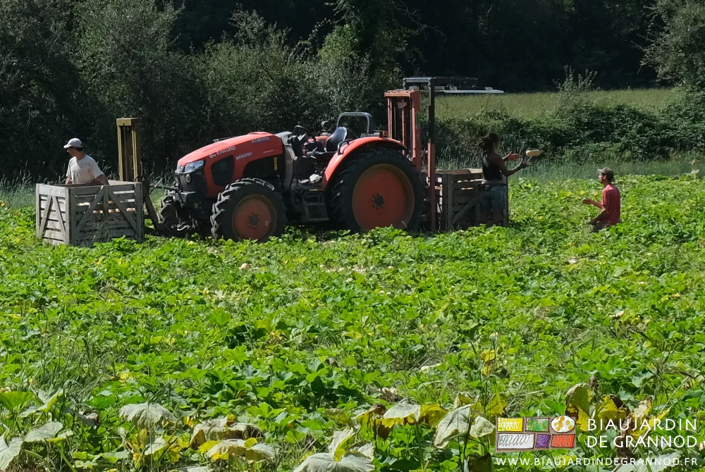 photo du transport manuel par voie aérienne des courges