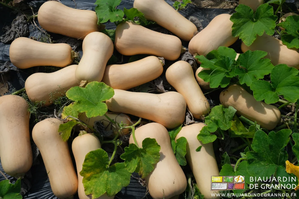 photo d'une douzaine de butternut groupées sur une planche