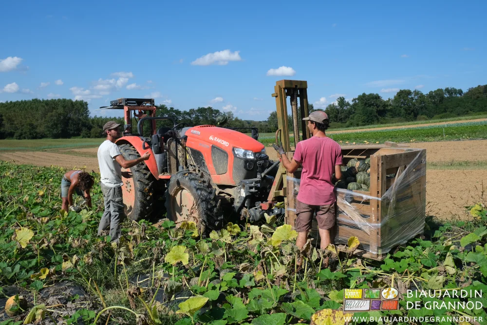 pohto d'Arnaud lançant une courge à Vivien situé tout à côté du palox