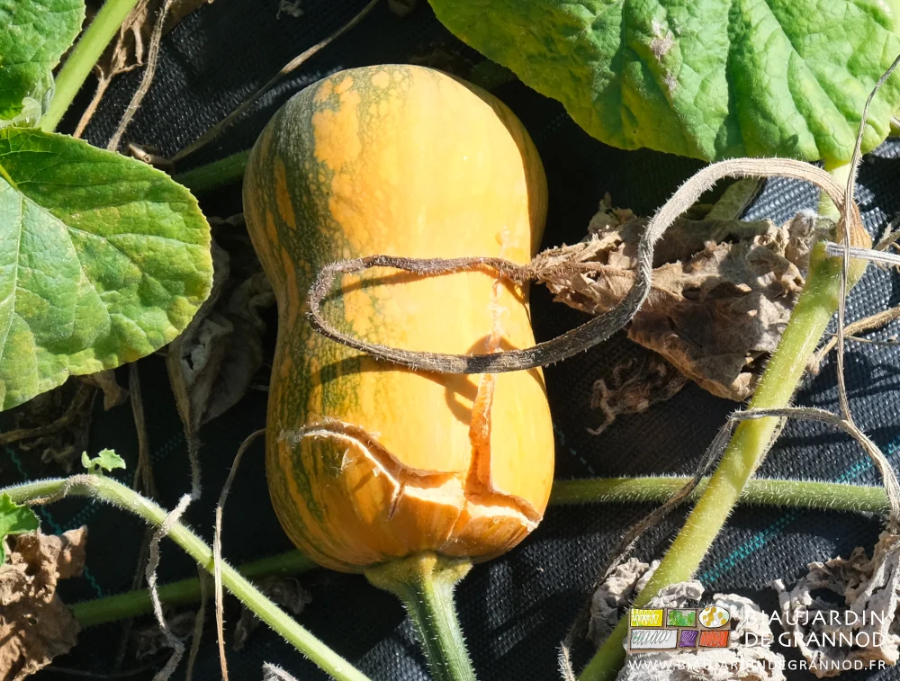 photo d'une courge honeynut éclatée sur plus du tiers de sa longueur