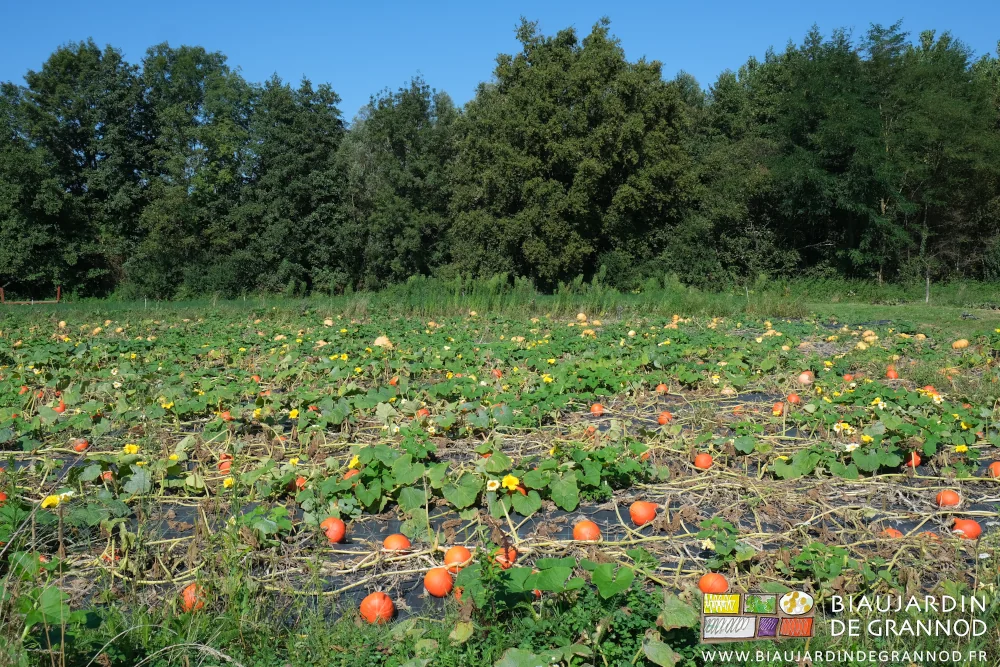 photo d'un autre carré de courges, non récolté