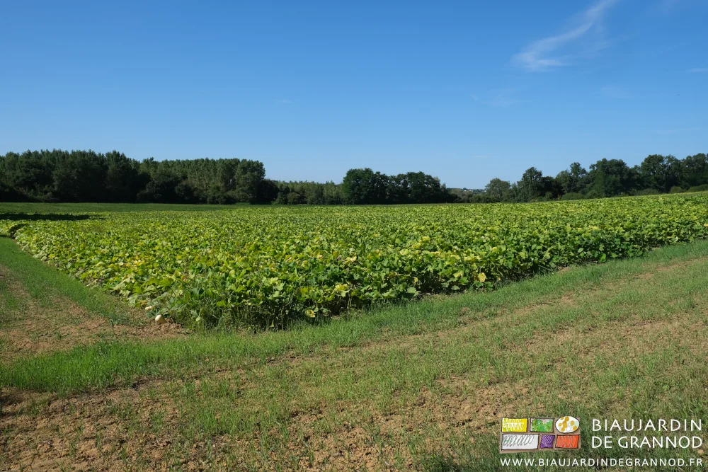 photo de la parcelle de courge sur fond de bocage diversifié