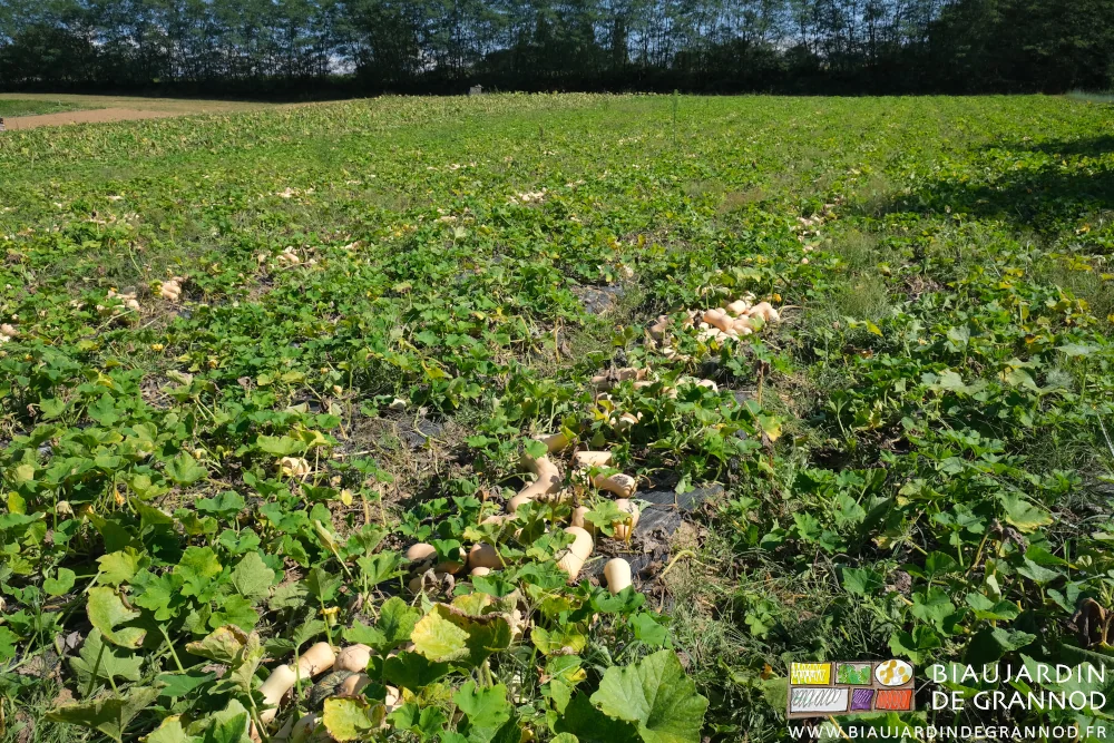 photo du carré de butternut regroupées une planche sur trois