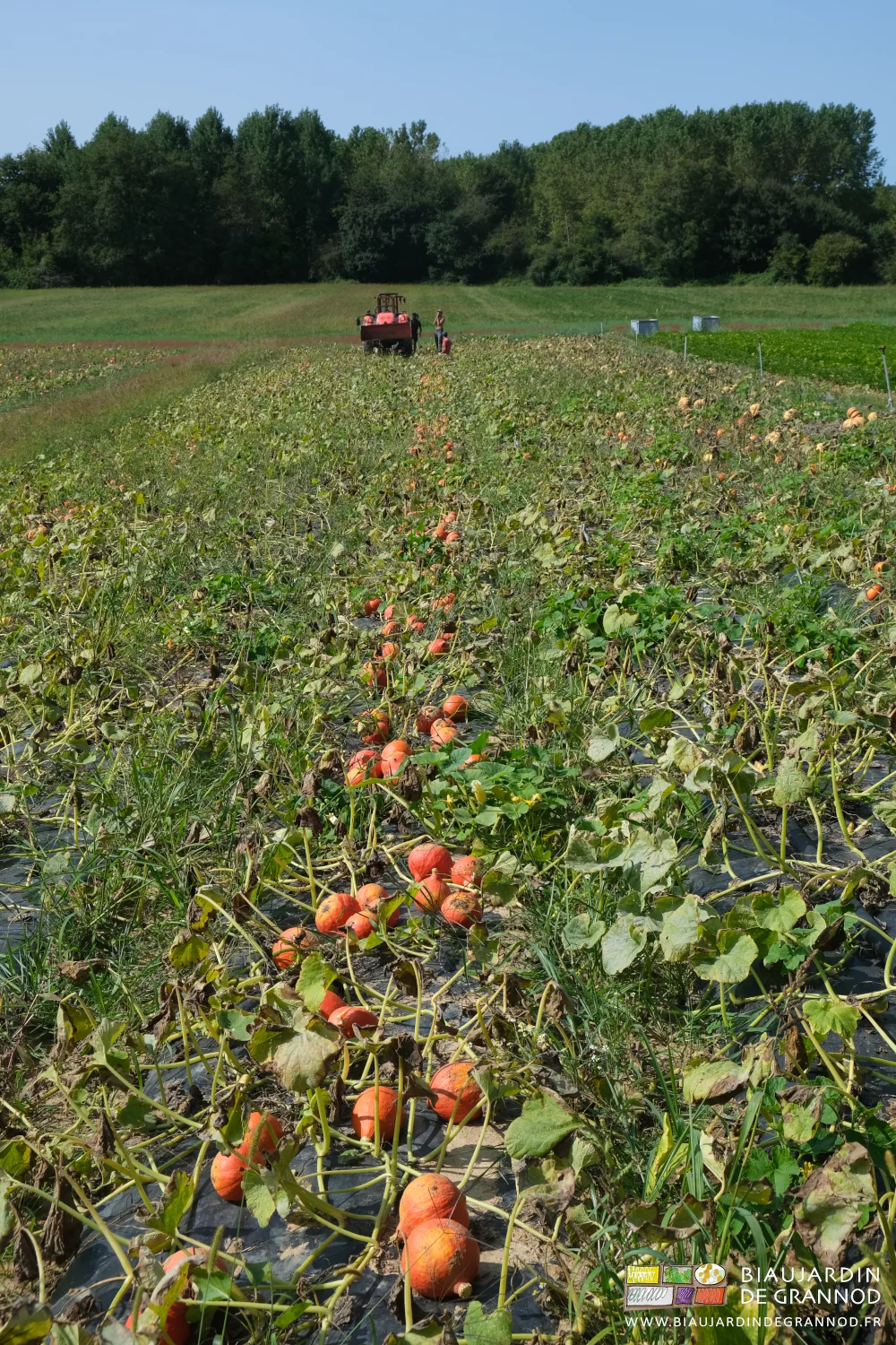 photo de l'alignement de potimaron orange regroupés sur une planche pour mise en palox