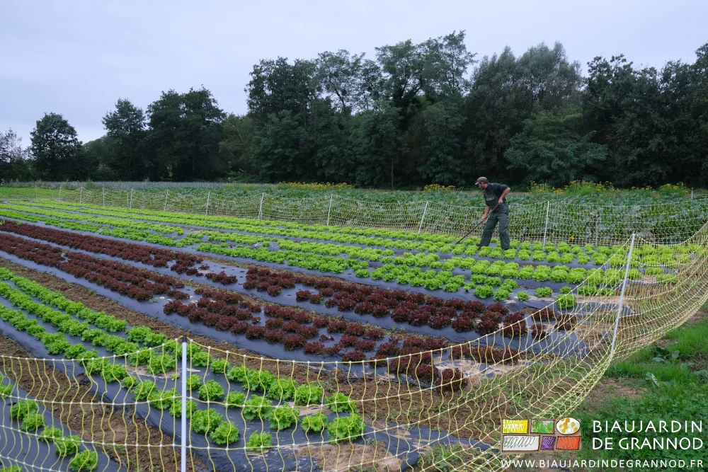 photo de binage manuel d'un carré de salade avec une rapette