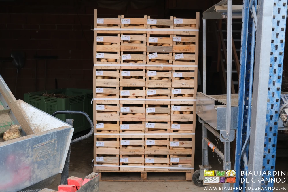 photo d'une grande palette de butternut en cagette bois