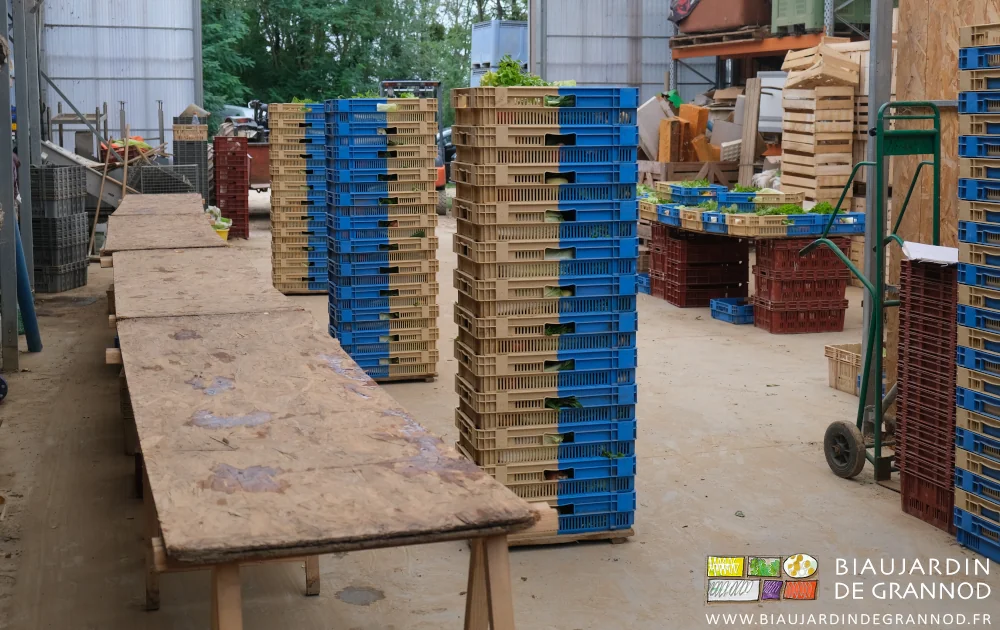 photo des cagettes de l'amap garnies de légumes et en piles sur planchon pour reprise au diable