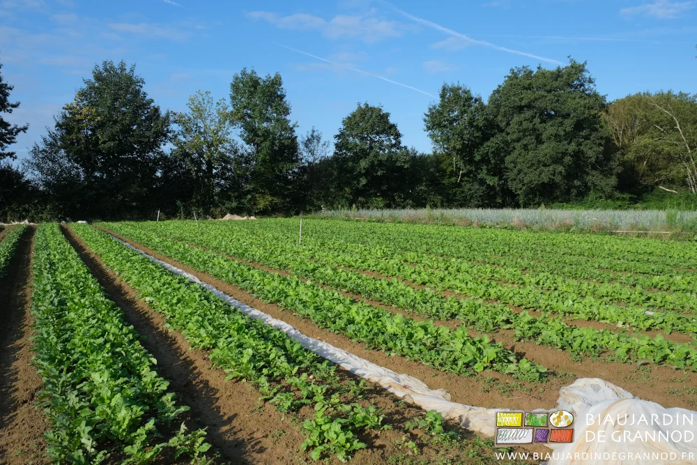 photo sous ciel bleu d'un carré de navet et radis d'hiver en bonne forme et sans adventices