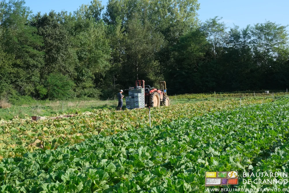 photo de récolte en cours dans le carré de chou de chine