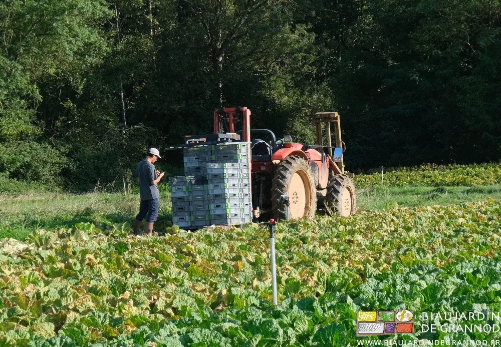 photo de Vivien vérifiant ses notes sur son téléphone près de la palette de chou de chine