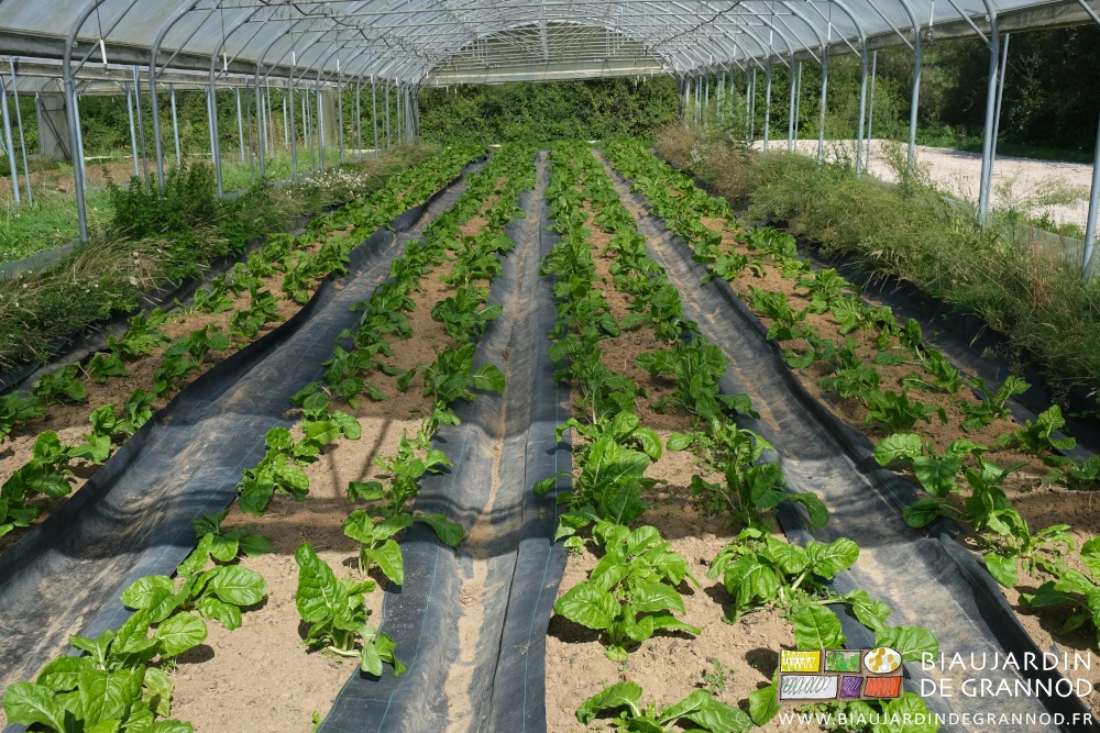 photo d'un tunnel de cote de bette sous tunnel
