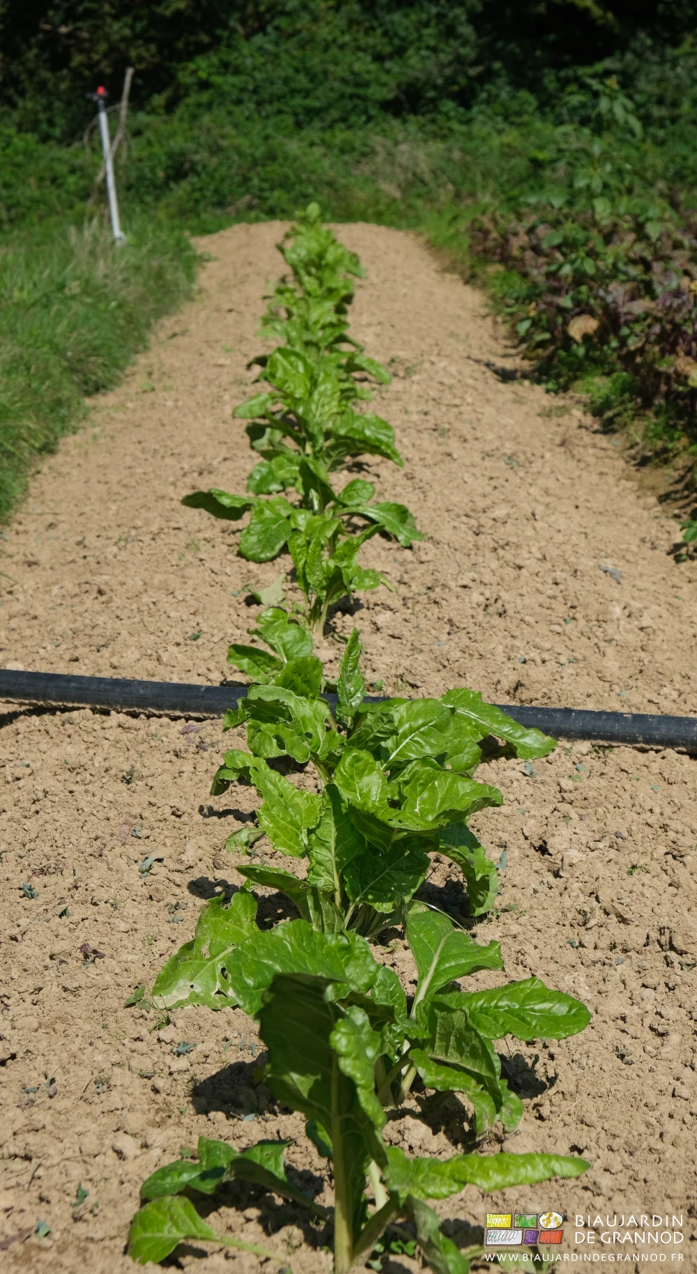 photo d'une des planches de cote de bette en plein champ