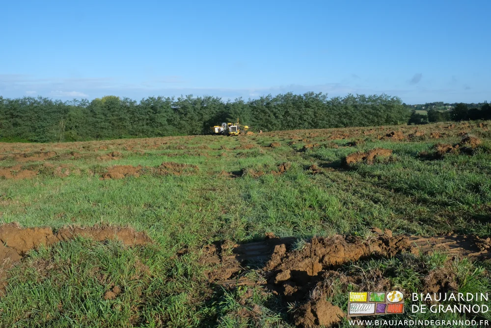 photo générale de la grande basse de la parcelle