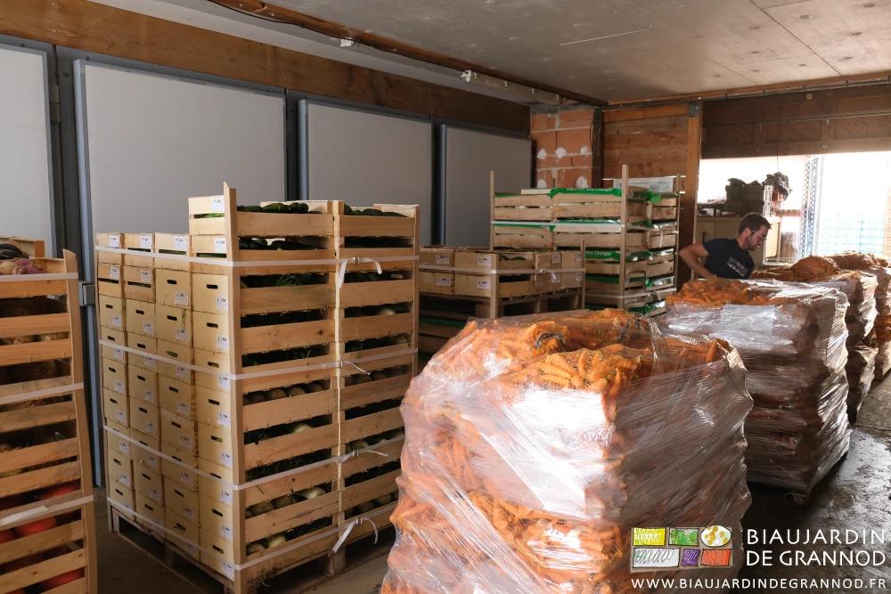 photo de palettes de sacs de carotte et cagettes de salade, fenouil et chou de chine