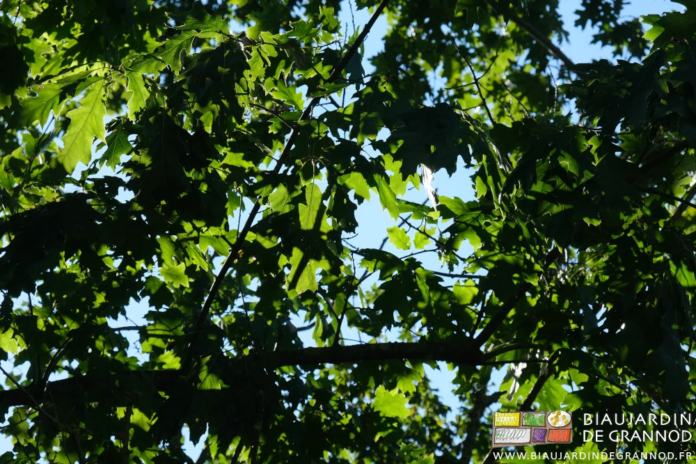 photo de feuillage dans une haie bocagère