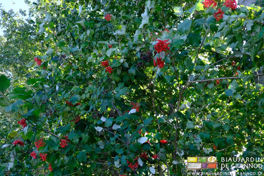 photo de notre haie bocagère très diversifiée