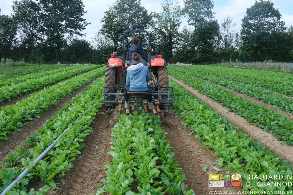 photo du tracteur et Émilie sur la bineuse dans les radis d'hiver