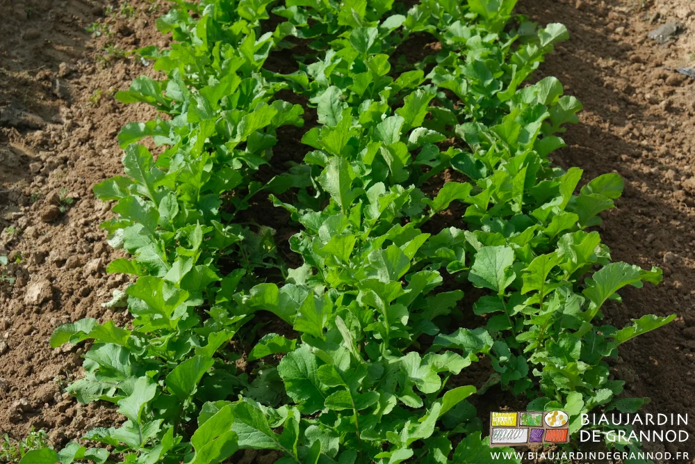 photo proche des rangs de radis sans adventice en développement