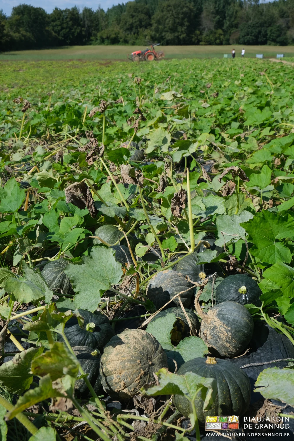 photo de potimarons verts regroupés sur une planche avant mise en palox