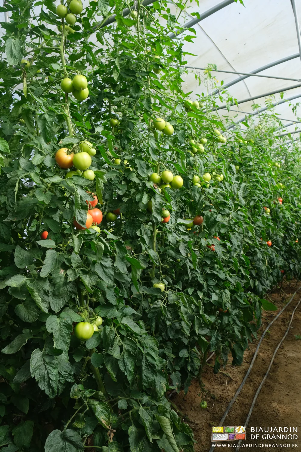 photo de tomates hauteur 2 mètres cultivées sur sol biné manuellement arrosage goutte à goutte