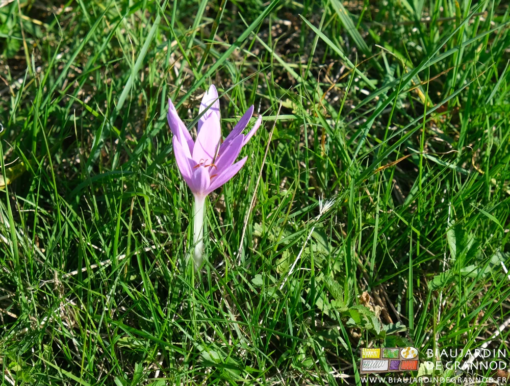 photo d'un colchique mauve en pleine floraison