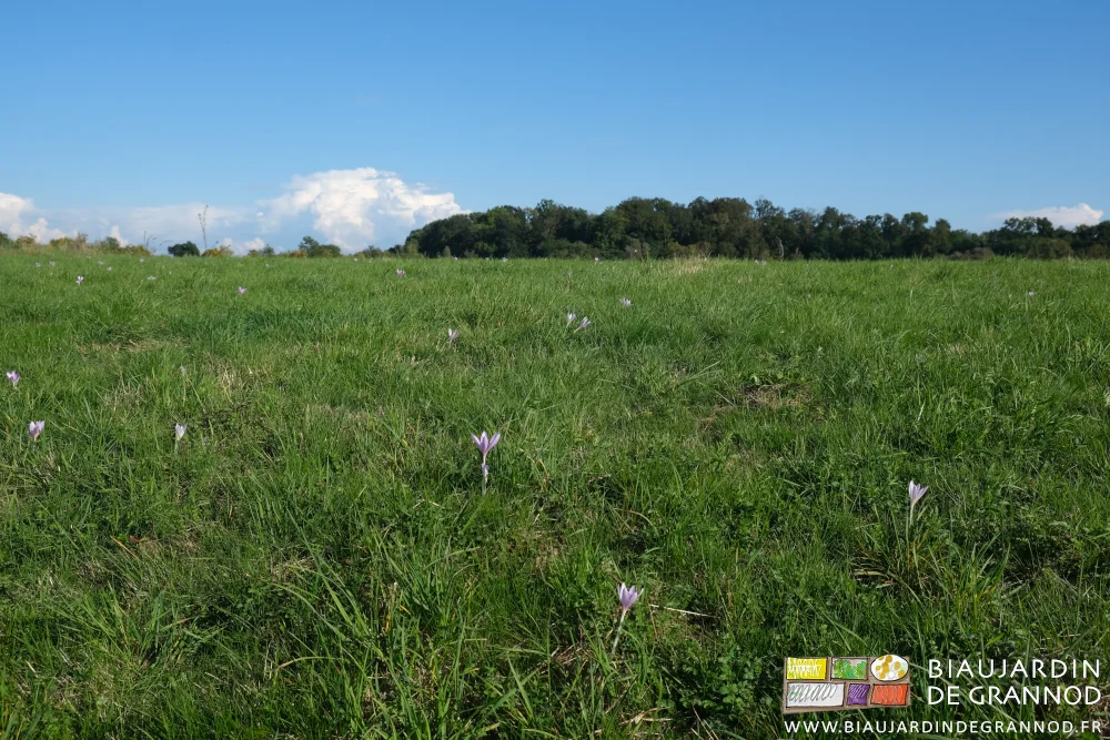 photo de la prairie inondable parsemée de colchiques en fleur