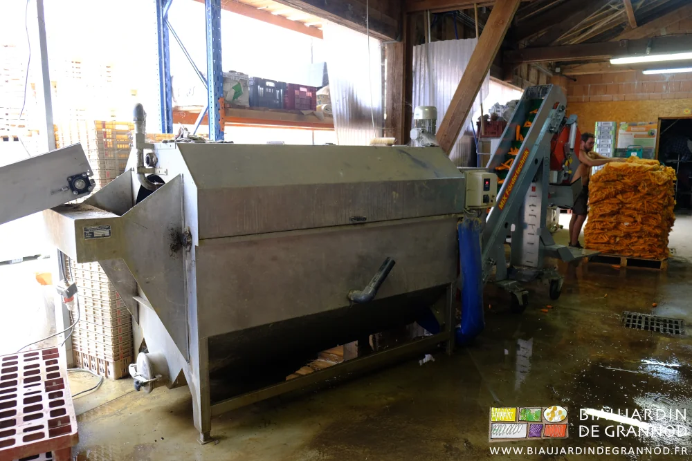 photo de la laveuse au travail pour des filets de carotte