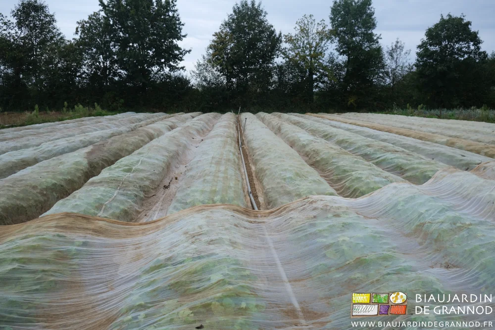 photo sous ciel gris du carré de navet et radis protégé par filets anti insectes