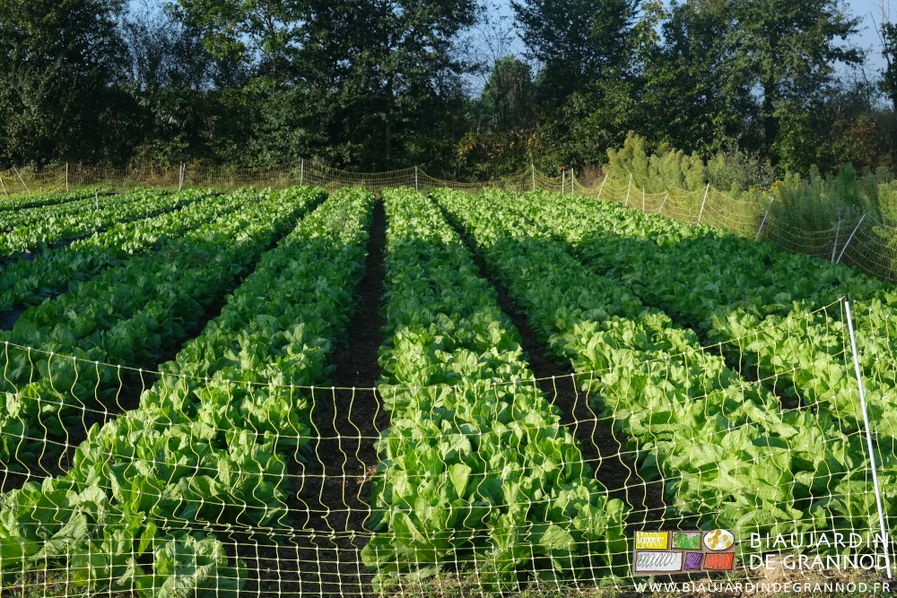 photo sous ciel bleu et beau soleil du carré de chicorée pain de sucre