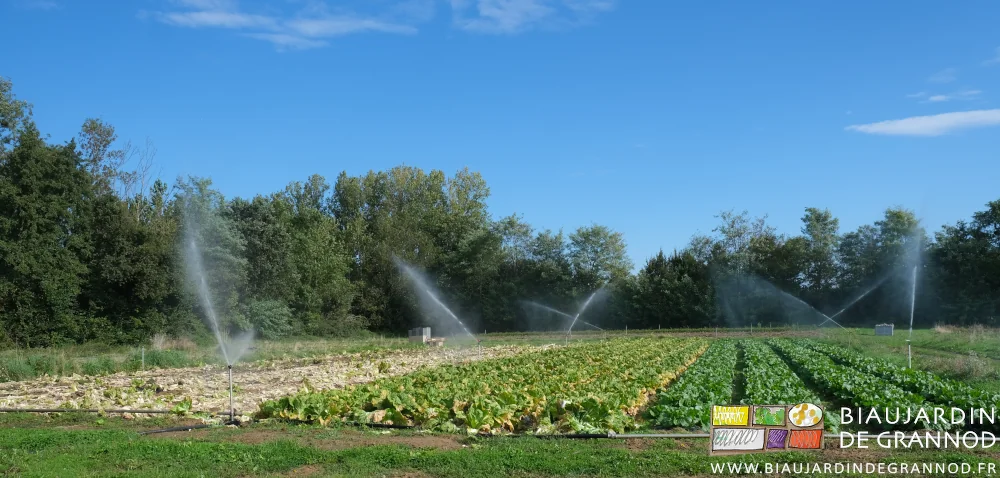 photo du carré de Pé-Tsaï en cours d'arrosage