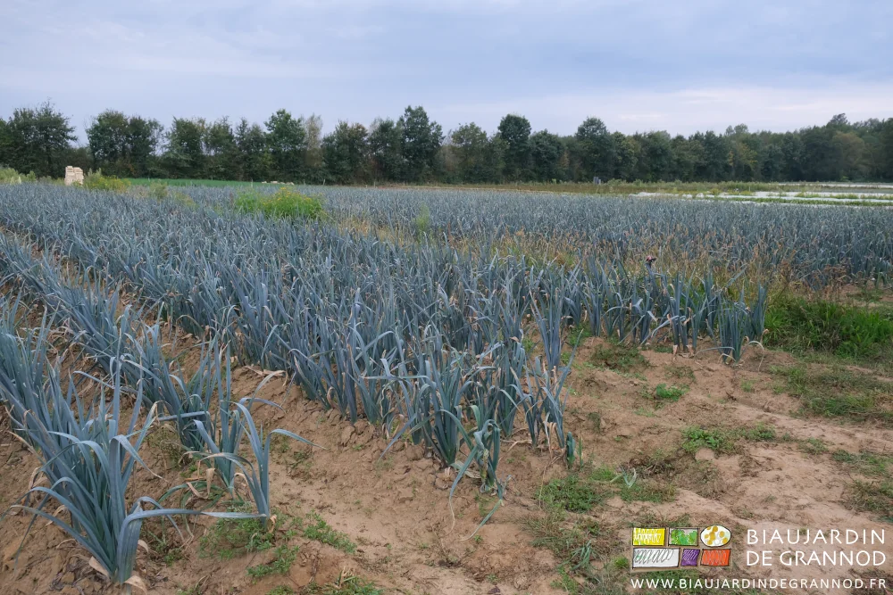 photo d'un carré de poireau sous ciel bas et gris