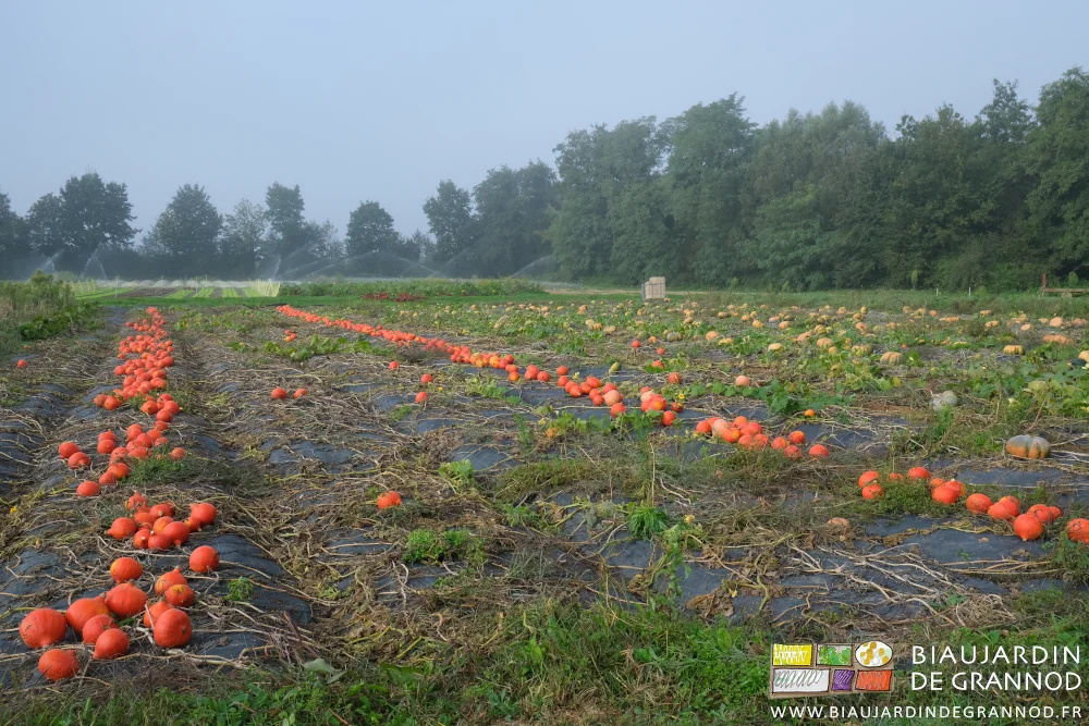 photo d'un carré de potimarons alignés juste avant la récolte