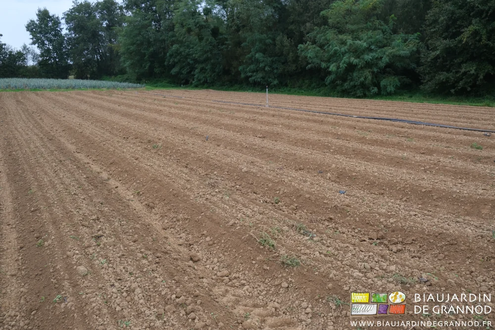 photo de planches hersées lors du semis d'engrais vert 