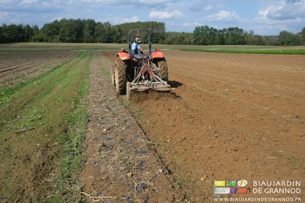 photo de Vivien déchaumant les planches ayant produit les courges