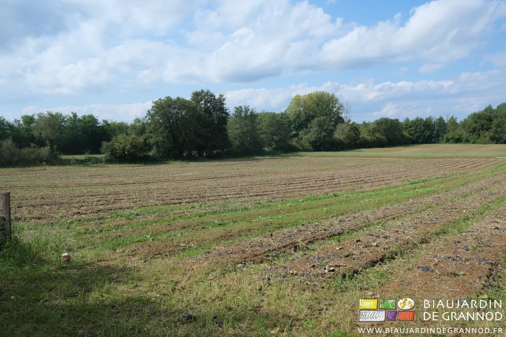 photo de la grande parcelle de courges après broyage des résidus de culture