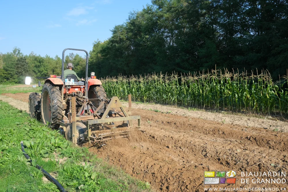 photo de travail au cultibutte à côté des derniers maïs doux