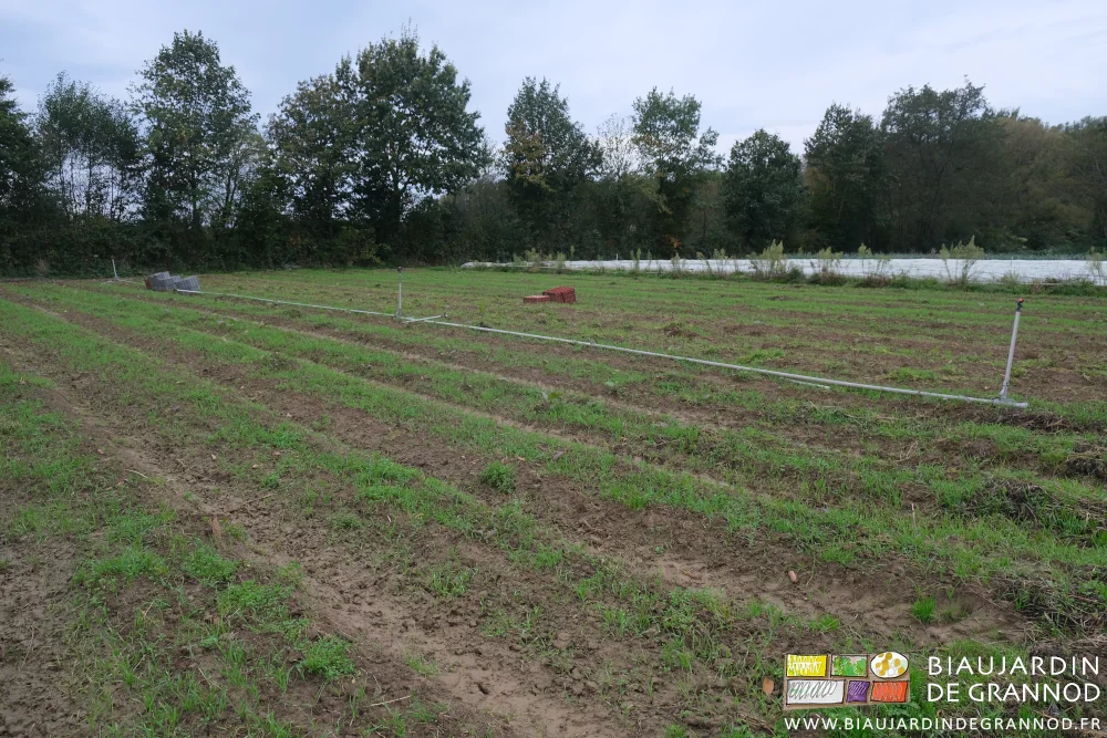 photo d'ensemble d'un carré de carottes récoltées dont l'engrais vert commence à se développer