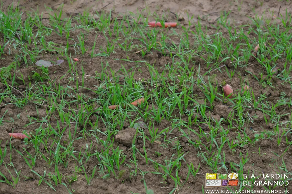 photo proche d'un engrais vert levé dans une planche de carotte
