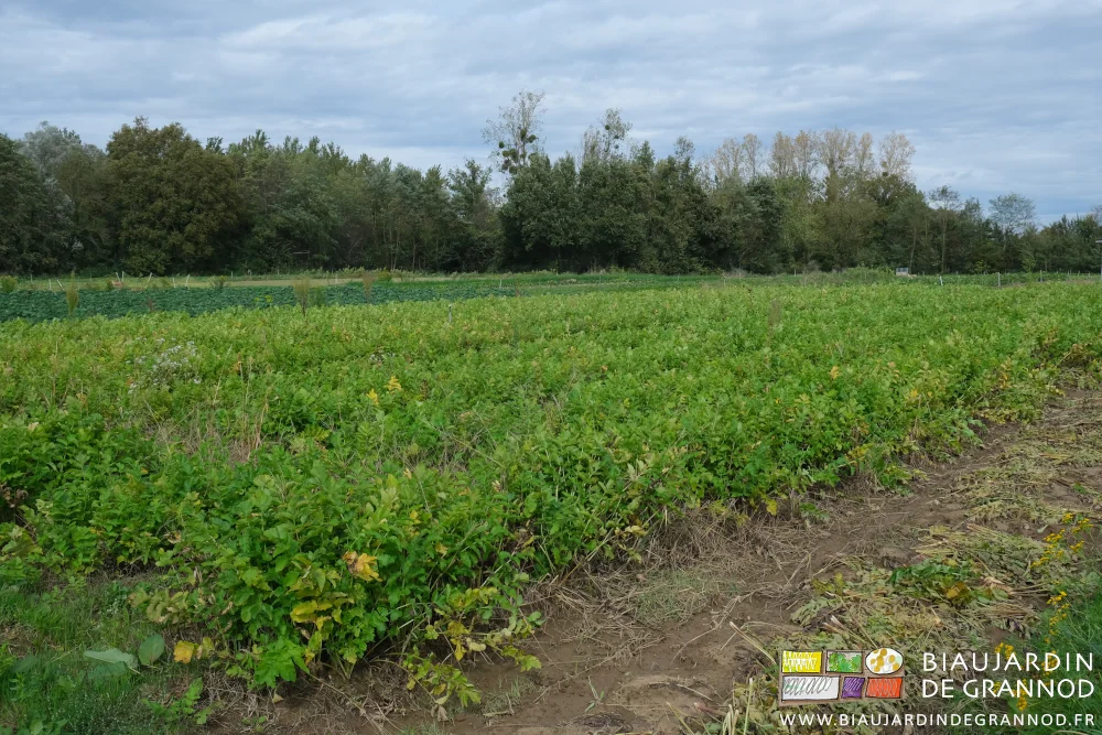 photo du carré de panais les premières planches récoltées