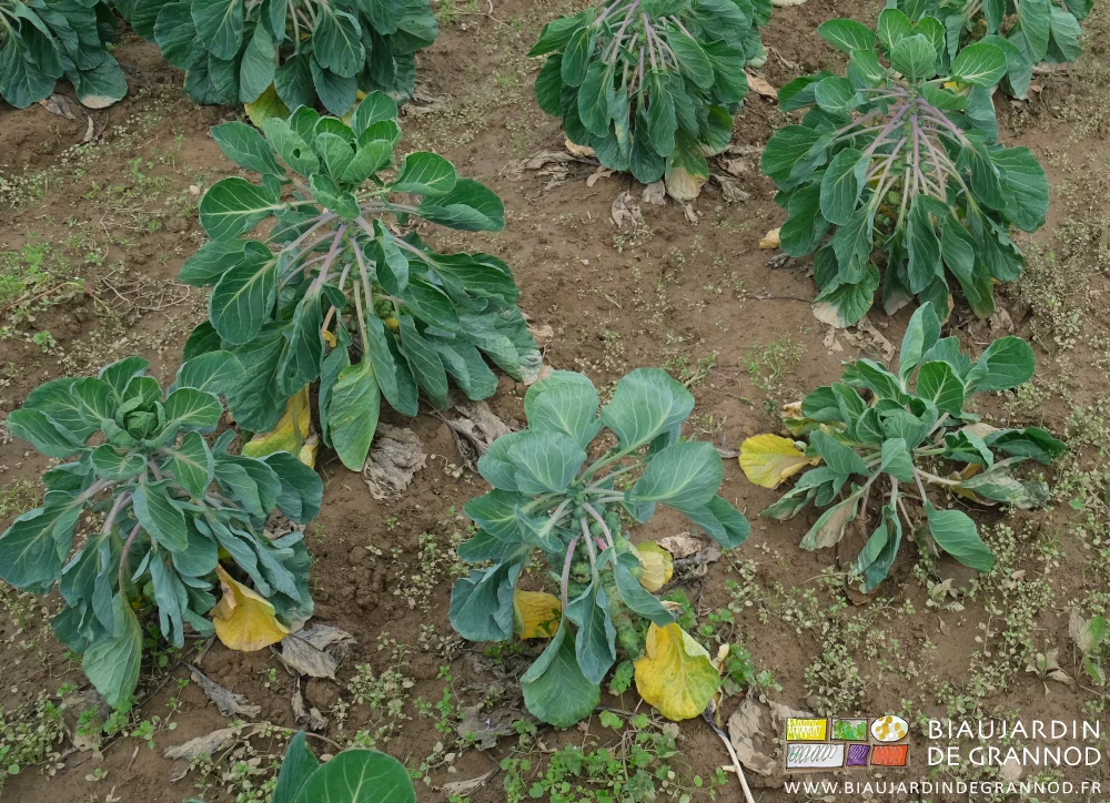 photo de chou de Bruxelles en train de flétrir par asphyxie racinaire