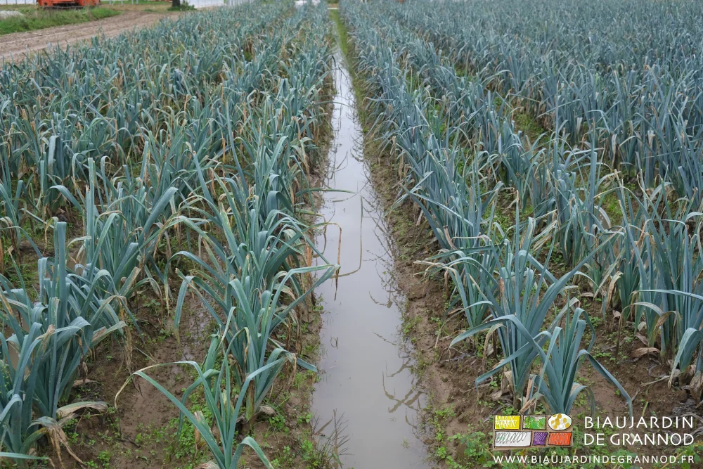photo de rangs de poireau aux allées pleines d'eau encore 24 heures après